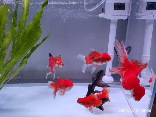 智能鱼缸