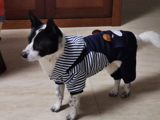狗狗牵引绳
