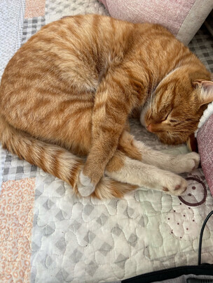 猫粮