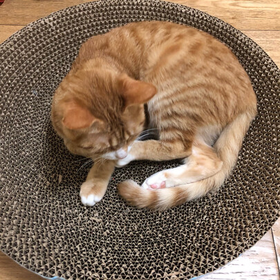 猫包