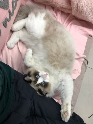 膨润土猫砂