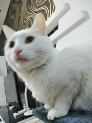 猫零食