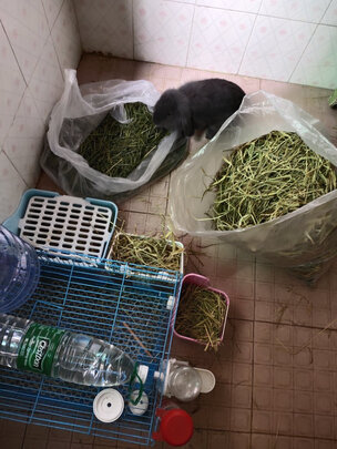 兔粮提摩西草