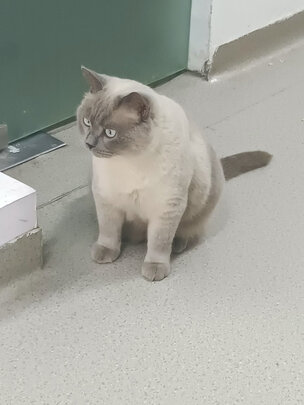 猫包