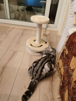 猫爬架