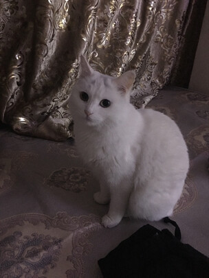 狗毛猫毛清理器