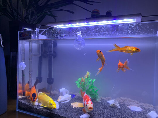 水草泥