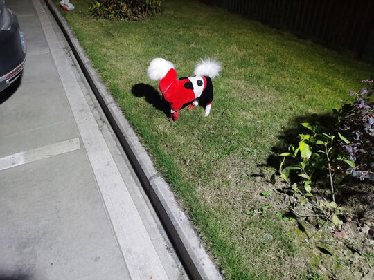 狗狗鞋