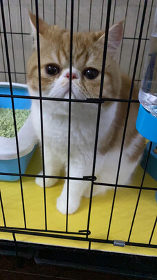 猫笼