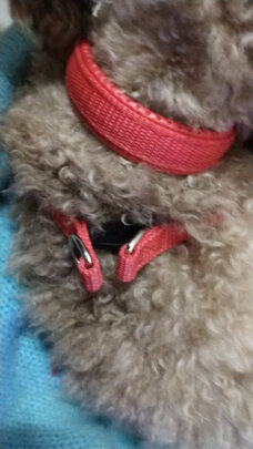狗狗牵引绳