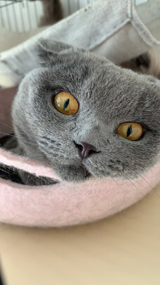 豆腐猫砂