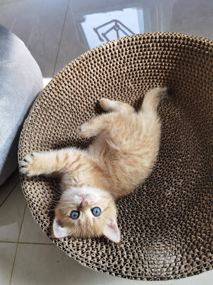 猫粮