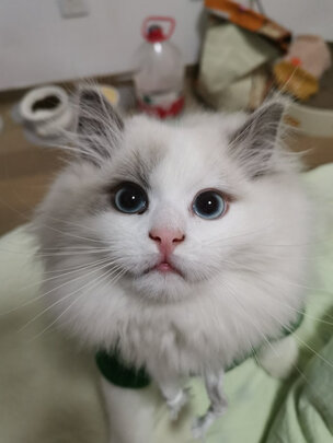 猫罐头