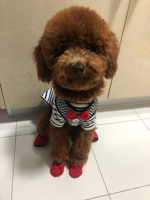 狗狗鞋