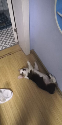 猫窝