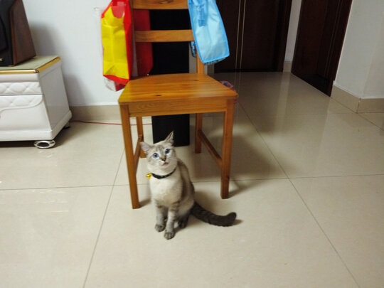 猫条猫零食