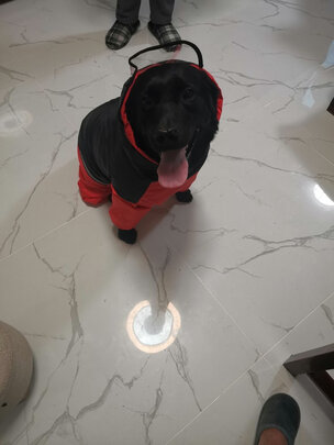 狗狗雨衣