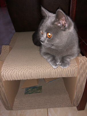猫窝