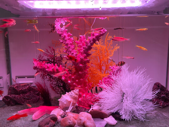 智能鱼缸