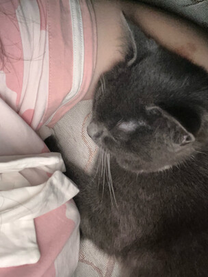 猫包