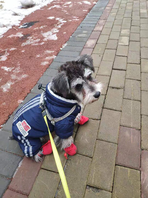 狗狗鞋