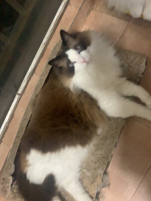 猫零食