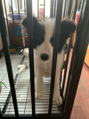 狗厕所