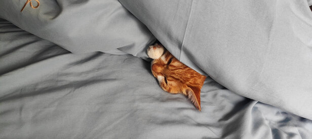 猫粮