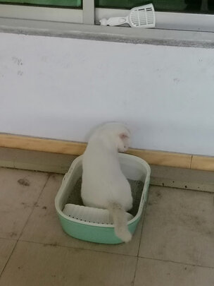 猫砂盆