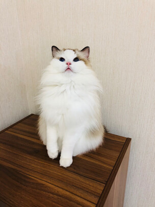 膨润土猫砂