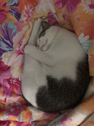 猫粮罐头