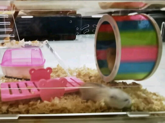仓鼠水壶