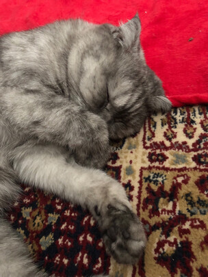 猫粮