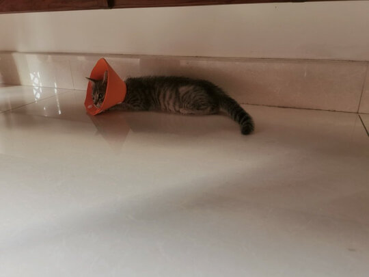 猫项圈