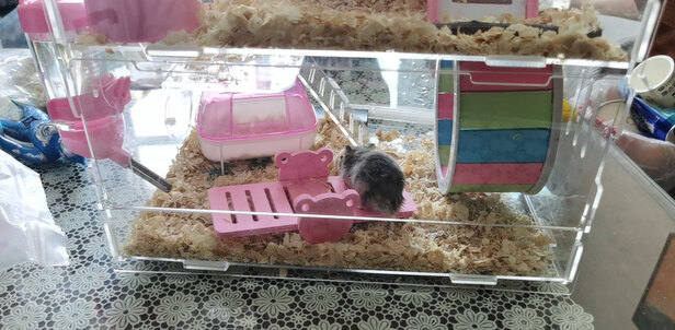 仓鼠水壶