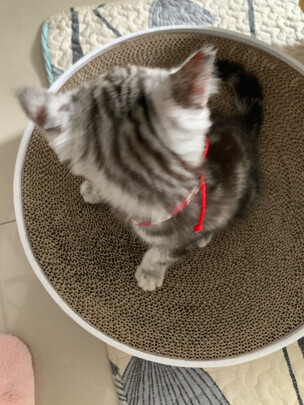 猫窝