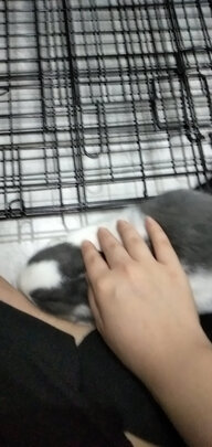 猫笼