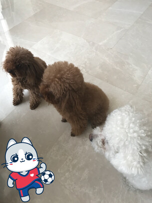 狗狗零食
