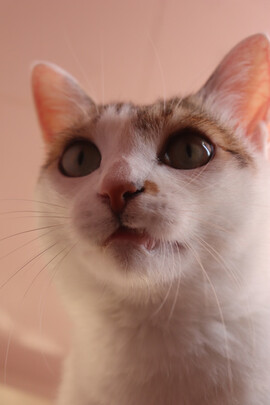 猫抓板