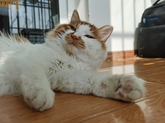 猫咪指甲剪