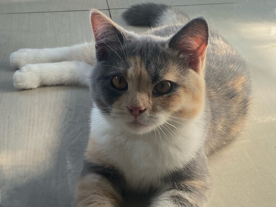 猫粮