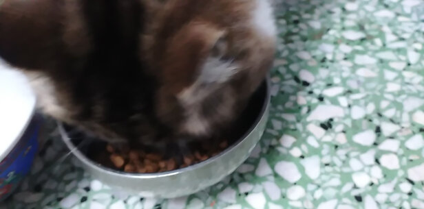 猫粮