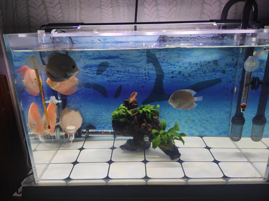 鱼缸灯led灯