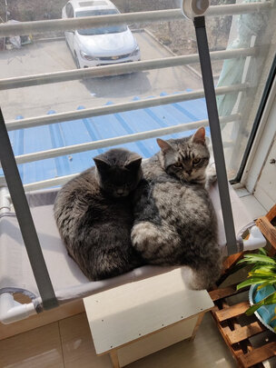 猫窝
