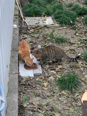 猫零食