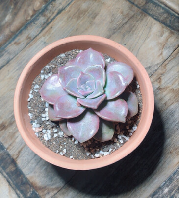 植物生长灯