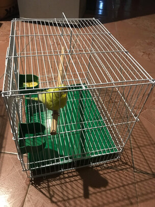 鸟笼
