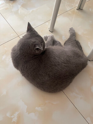 猫条猫零食