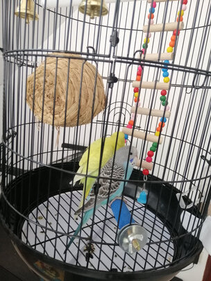 鸟笼