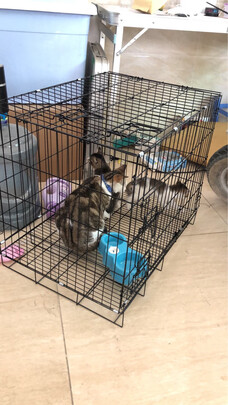  猫笼